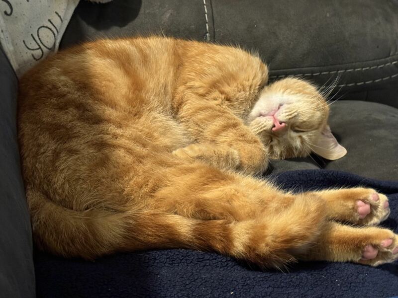 Roond and roond and up and doon - the Excellent Cats roam aboot