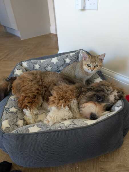 Cats everywhere!
