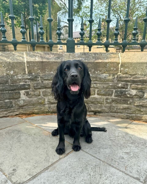 Adolescent Dog Survival Thread - for teenage dirtbags