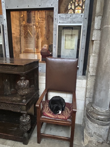 Roond and roond and up and doon - the Excellent Cats roam aboot