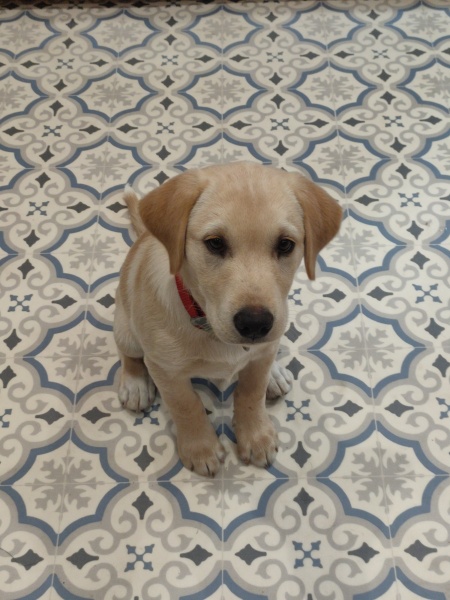 Puppy in car - recommendations for harness / "carseat"?