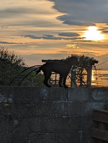 Adolescent Dog Survival Thread - for teenage dirtbags