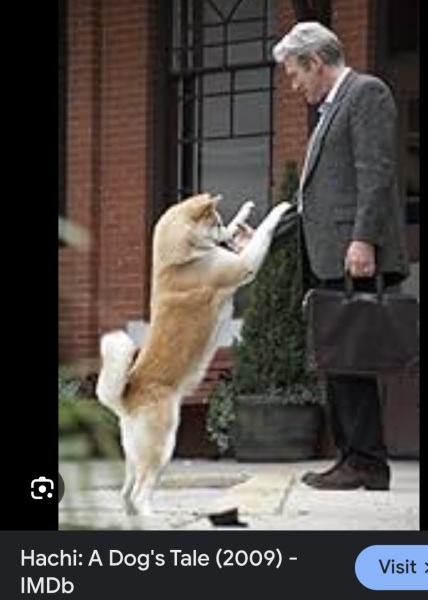 Dogs everywhere!