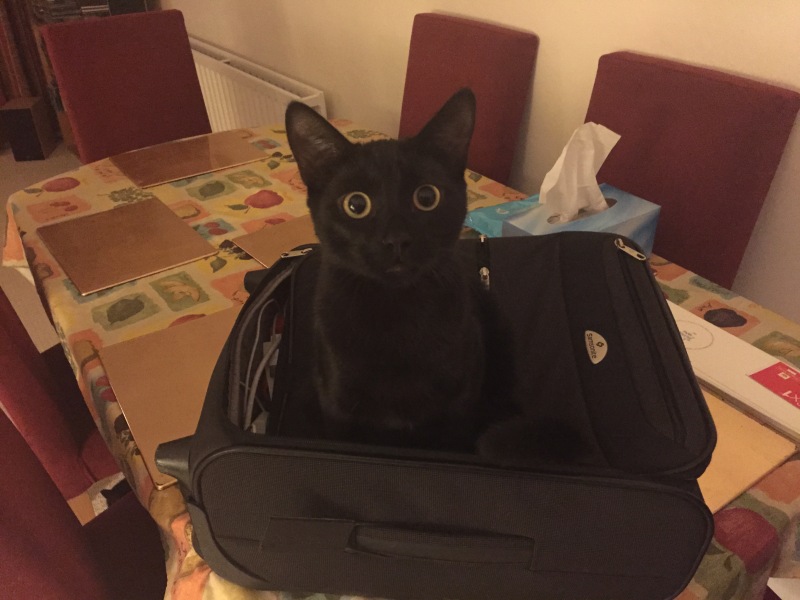 Cats everywhere!