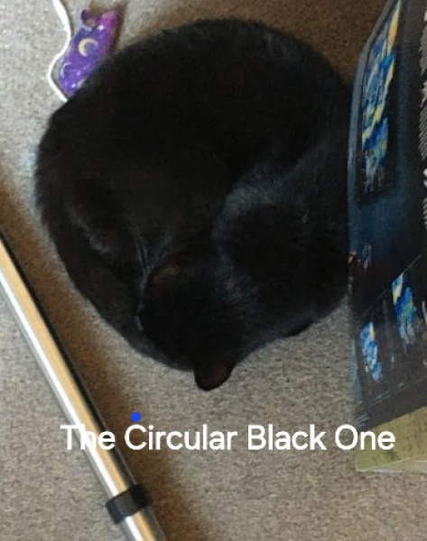 Roond and roond and up and doon - the Excellent Cats roam aboot