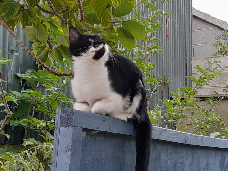 NEW Dickens readalong Dombey and Son - the 2025 Dombeyalong!