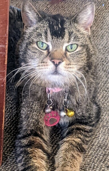 Ageing Cat. Support.