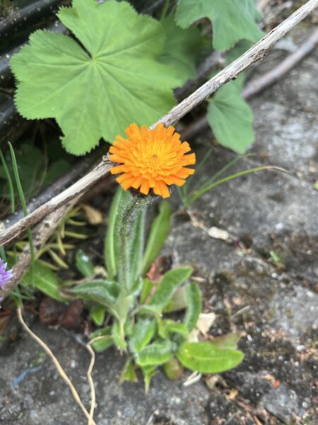 What have you done in the garden today? Part 7