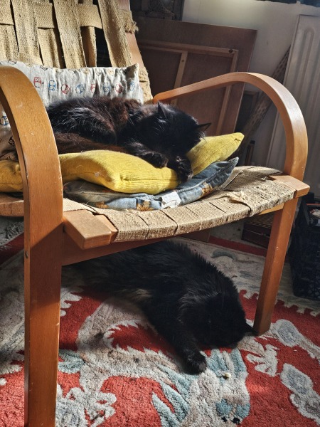 Roond and roond and up and doon - the Excellent Cats roam aboot