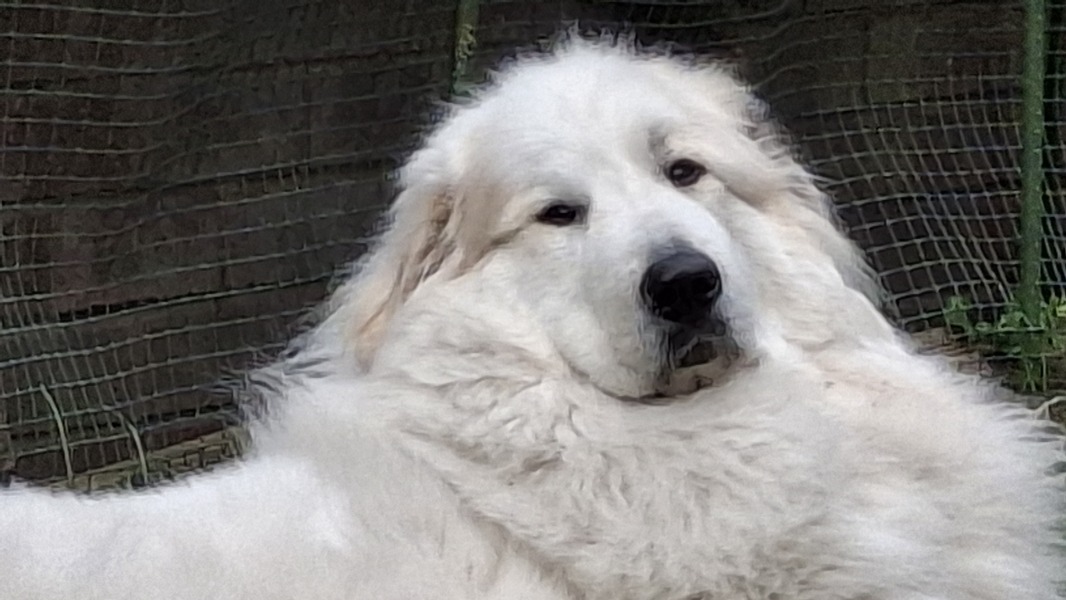 Adolescent Dog Survival Thread - for teenage dirtbags