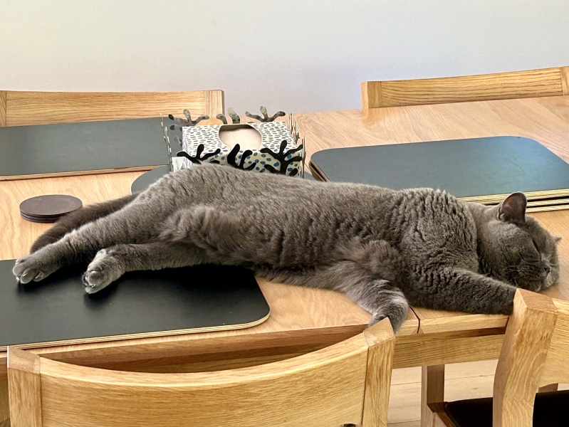 How do I encourage my cat to drink in this heat