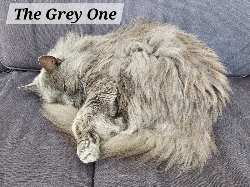 Roond and roond and up and doon - the Excellent Cats roam aboot