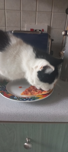 Roond and roond and up and doon - the Excellent Cats roam aboot