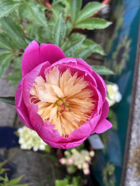 What have you done in the garden today? Part 7