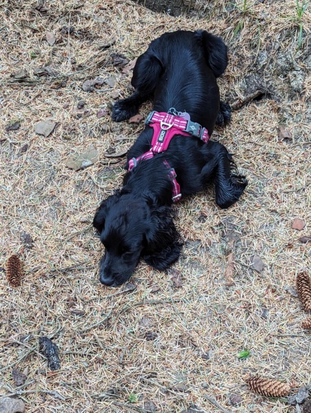 Adolescent Dog Survival Thread - for teenage dirtbags