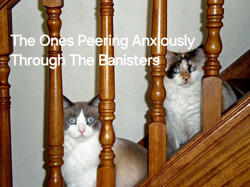 Roond and roond and up and doon - the Excellent Cats roam aboot