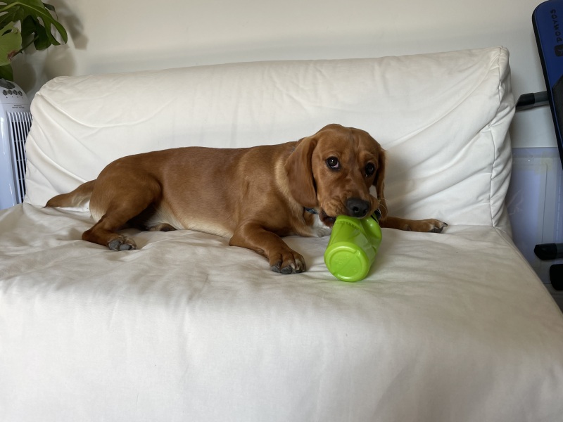 Adolescent Dog Survival Thread - for teenage dirtbags