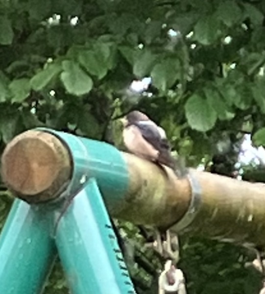What’s this bird?