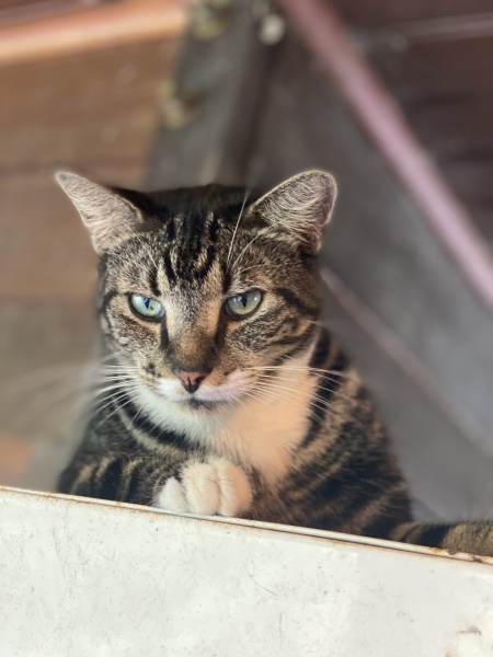 DH says cat needs to show more gratitude