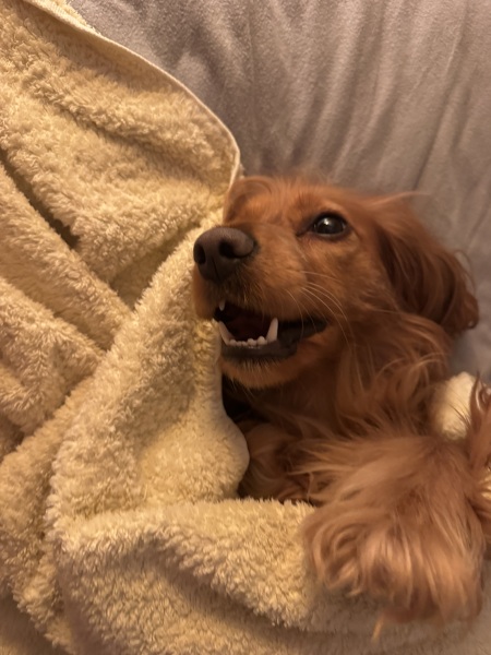 Bad doggy breath