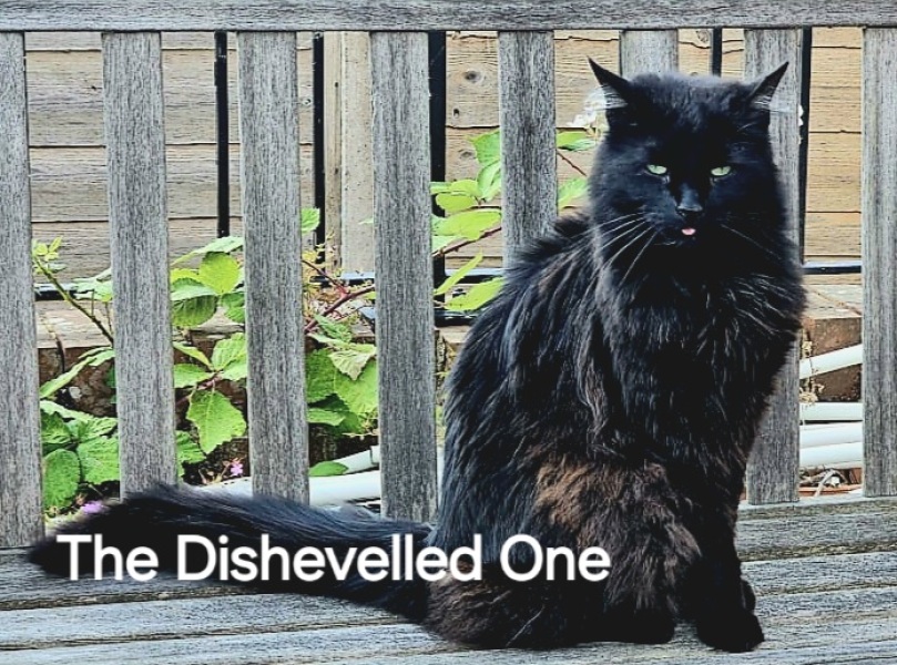 Roond and roond and up and doon - the Excellent Cats roam aboot