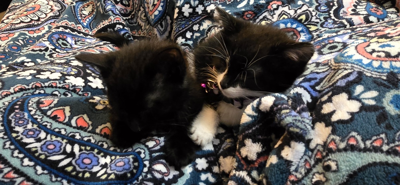 To show you my cat and her kittens for distraction and stress relief purposes?