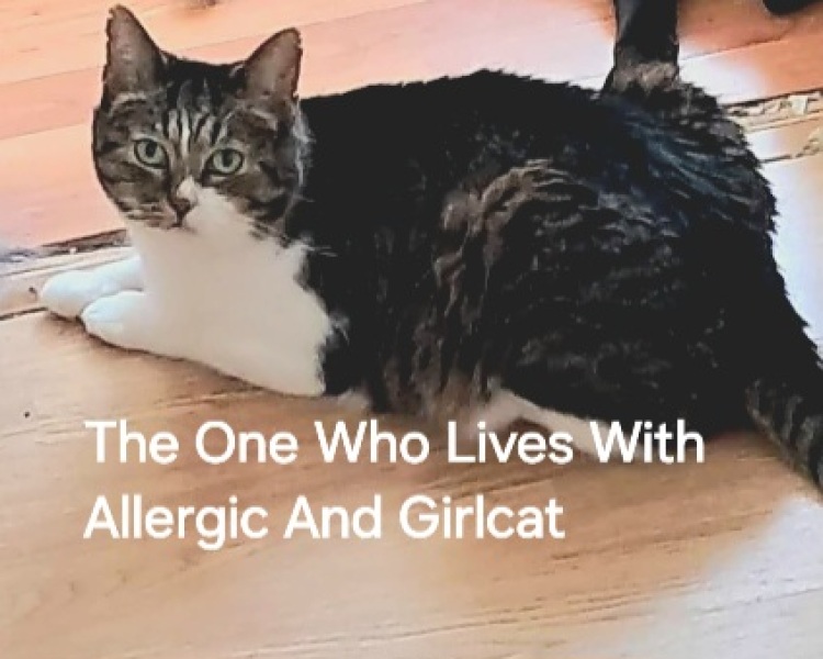 Roond and roond and up and doon - the Excellent Cats roam aboot