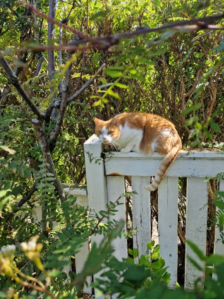 Roond and roond and up and doon - the Excellent Cats roam aboot