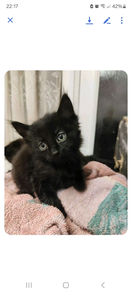 Kittens age
