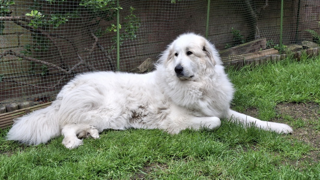 Adolescent Dog Survival Thread - for teenage dirtbags