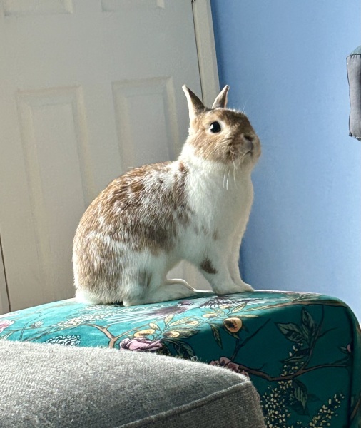 Rabbit rescue targeted by TRAs