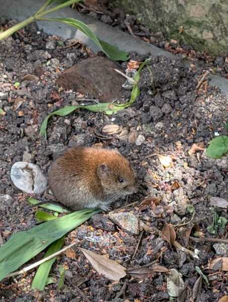 What British wildlife are you hoping to see this year?