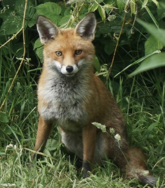 Can we talk about my fox family please?