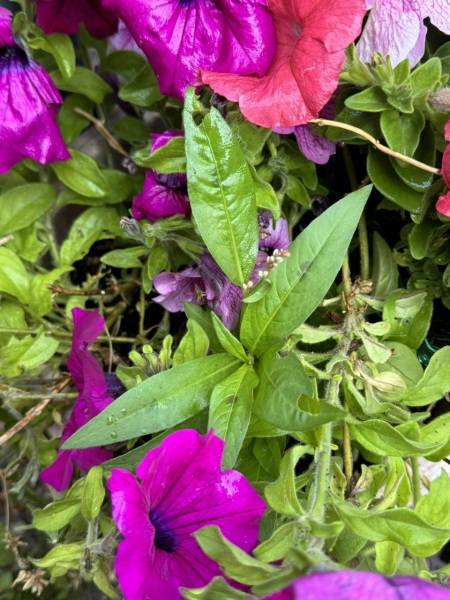 What's in my Petunias?