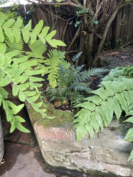 Wild Saturday night chat- Gardening