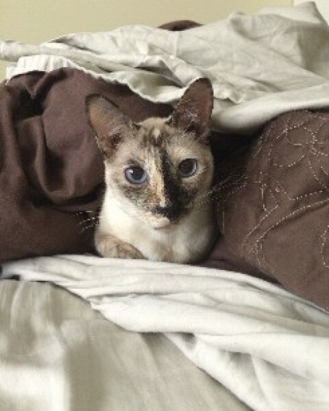 To show you my cat and her kittens for distraction and stress relief purposes?