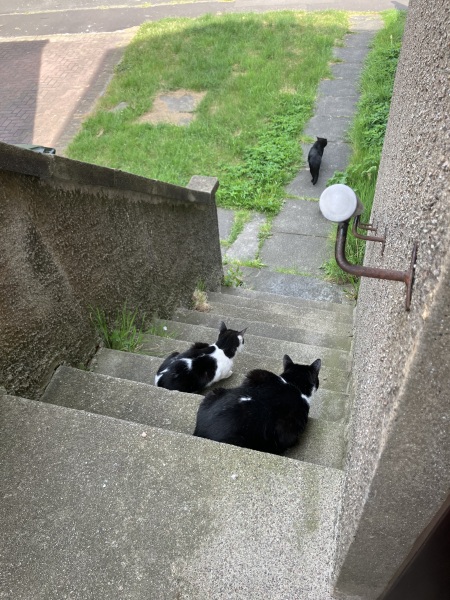 Cats everywhere!