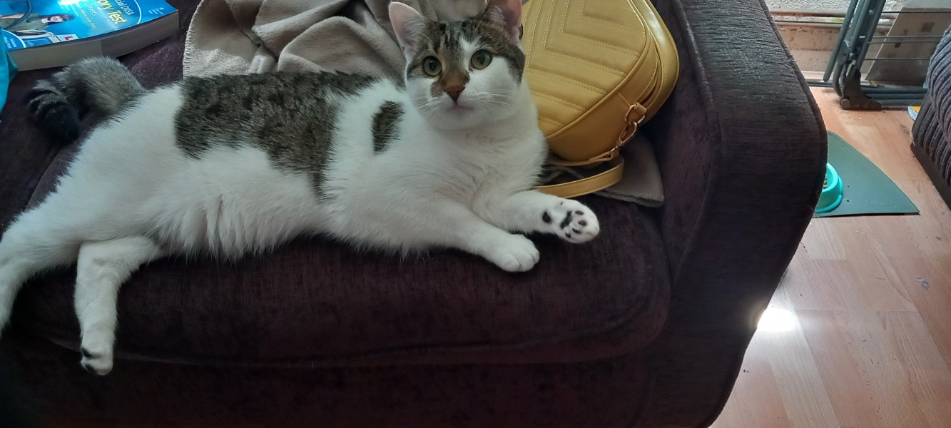 Cats everywhere!