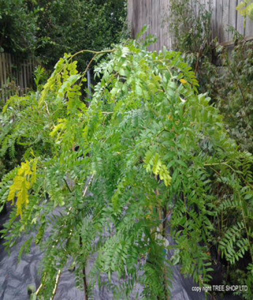 New build tree in garden? Dead.