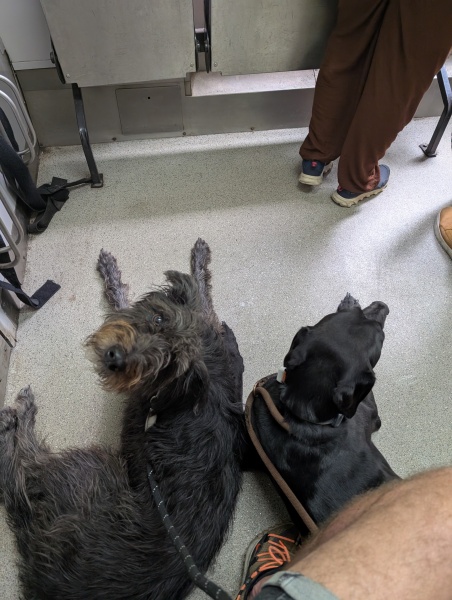 Dogs everywhere!