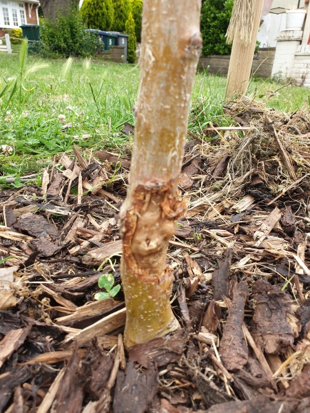 What is happening to my apple tree?