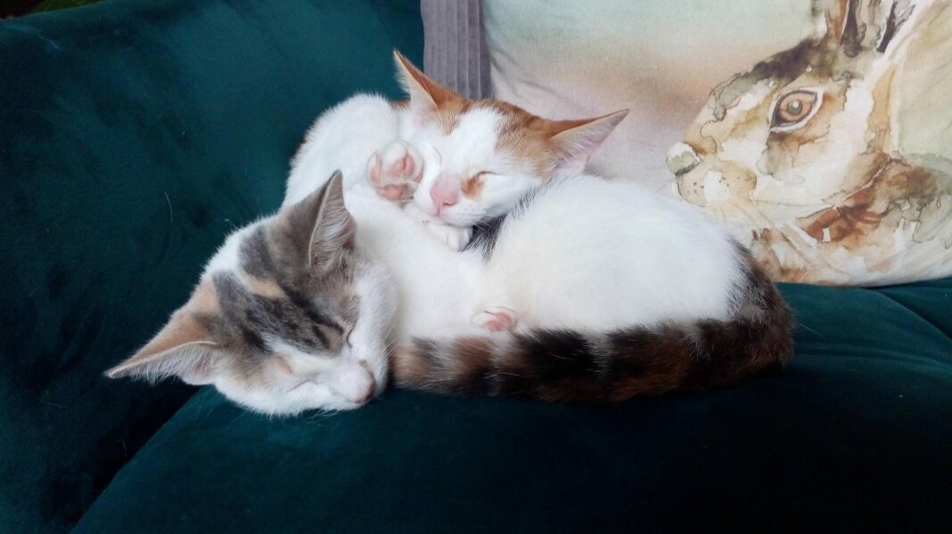 Cats everywhere!