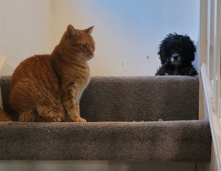 Cats everywhere!