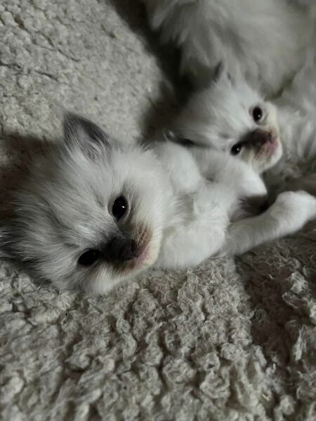 To show you my cat and her kittens for distraction and stress relief purposes?