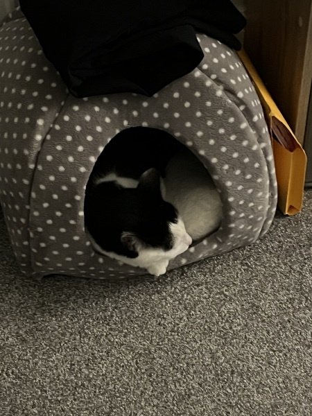 How exhausted are your cats today?