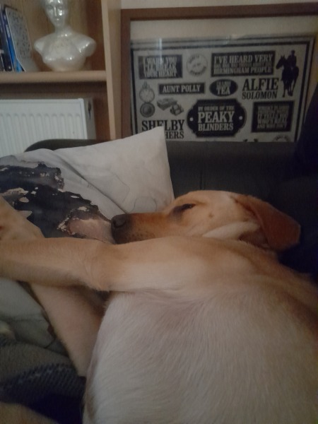 Dogs everywhere!