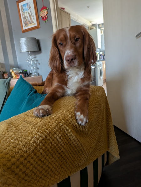 Adolescent Dog Survival Thread - for teenage dirtbags