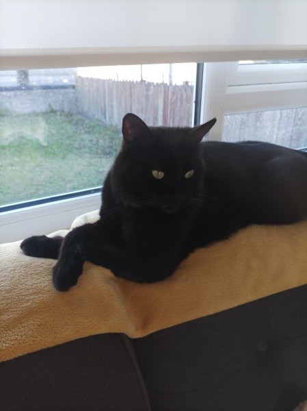 To show you my cat and her kittens for distraction and stress relief purposes?