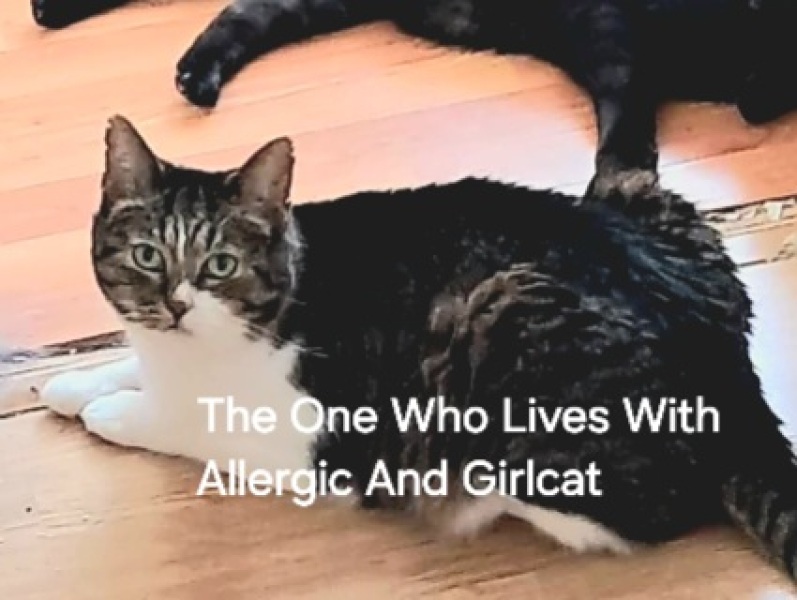 Roond and roond and up and doon - the Excellent Cats roam aboot