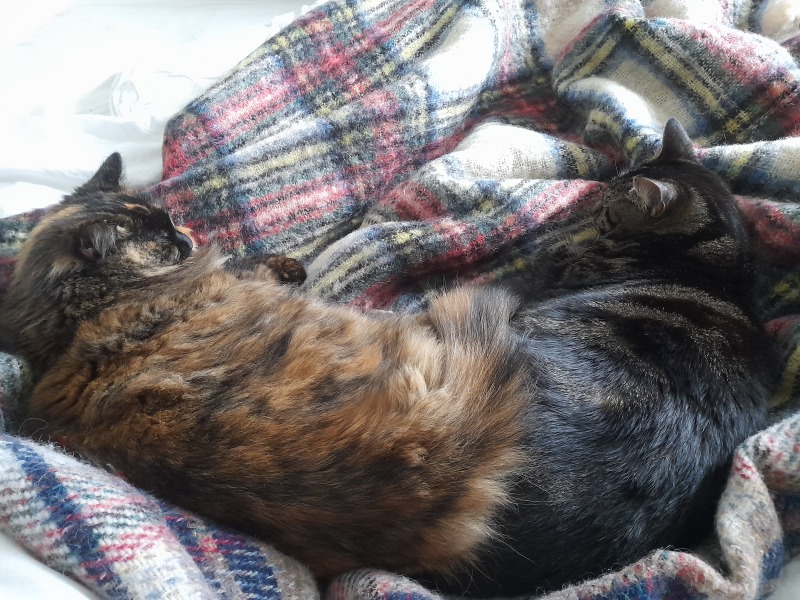 Should I shave my kittens bum?